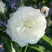 Роза АЛАБАСТЕР флорибунда в Бобруйске