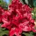 Рододендрон МАТАДОР в Бобруйске