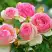 Роза ПЬЕР ДЕ РОНСАР плетистая в Бобруйске