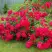 Роза РАДОСТЬ САДОВНИКА (ГАРТЕН ФРОЙДЕ) почвопокровная в Бобруйске