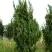 Можжевельник КАЙЗУКА китайский в Бобруйске
