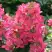 Гортензия МЕГА МИНДИ метельчатая в Бобруйске