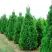 Туя СПИРАЛИС западная в Бобруйске