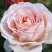 Роза АНДРЕ ЛЕ НОТР чайно-гибридная в Бобруйске