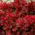 Барбарис РЕД ХОТ ЧИЛИ тунберга в Бобруйске