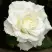 Роза МОНДИАЛЬ чайно-гибридная в Бобруйске