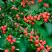 Кизильник горизонтальный в Бобруйске