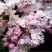 Сирень КРАСАВИЦА МОСКВЫ в Бобруйске