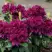 Рододендрон КАЛИ в Бобруйске