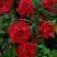Роза РЕД ИНТУИШН чайно-гибридная в Бобруйске