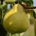Груша ВЕЛИКАЯ ЛЕТНЯЯ (БОЛЬШАЯ ЛЕТНЯЯ) в Бобруйске