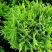 Туя ДАНИКА западная в Бобруйске