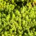 Очиток (седум) ЙЕЛЛОУ КВИН едкий в Бобруйске