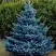 Ель МАДЖЕСТИК БЛЮ колючая в Бобруйске