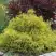 Кипарисовик ГОЛДЕН МОП горохоплодный в Бобруйске