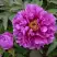Пион ЛИЛОВАЯ ФАНТАЗИЯ древовидный в Бобруйске