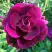 Роза БУРГУНДИ АЙС флорибунда в Бобруйске