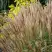 Мискантус КЛЯЙН СИЛЬБЕРСПАЙН китайский  в Бобруйске