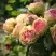 Роза ПИТАХАЙЯ чайно-гибридная в Бобруйске