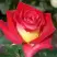 Роза ФРЕНДШИП чайно-гибридная в Бобруйске