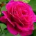Роза МАЛИНОВЫЙ ЗВОН чайно-гибридная в Бобруйске