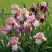 Ирис БЛАШИНГ ПИНК бородатый в Бобруйске