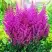 Астильба ПЕПЛ РЕЙН гибридная в Бобруйске