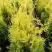 Туя ГОЛДЕН БРАБАНТ западная в Бобруйске