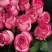 Роза КАРУСЕЛЬ чайно-гибридная в Бобруйске