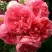 Роза РОЗАРИУМ ЮТЕРСОН плетистая в Бобруйске