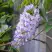 Глициния макростахия БЛЮ МУН в Бобруйске