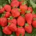 Клубника САН АНДРЕАС ремонтантная в Бобруйске