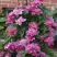 Клематис МАЙ ДАРЛИНГ  в Бобруйске