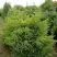 Можжевельник КУРИВАО ГОЛД китайский в Бобруйске
