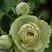 Роза ГРИН ДАЙМОНД миниатюрная в Бобруйске