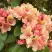 Рододендрон ФЛАУТАНДО в Бобруйске
