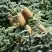 Пихта благородная в Бобруйске
