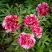 Пион РЕД ВИЗ ПИНК древовидный в Бобруйске