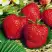 Клубника ВИМА ЗАНТА в Бобруйске