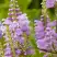 Физостегия РОЗЕЯ виргинская в Бобруйске