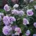 Роза ЛАВ СОНГ флорибунда в Бобруйске