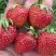 Клубника ВИМА ЗАНТА в Бобруйске