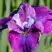 Ирис СИ Я ЛЕЙТЕР сибирский в Бобруйске