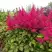 Астильба САННИ ДЕЙ гибридная в Бобруйске