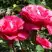 Роза ВИЕН РОУЗ чайно-гибридная в Бобруйске