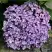 Гортензия АИША крупнолистная  в Бобруйске