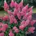 Гортензия МЕГА МИНДИ метельчатая в Бобруйске