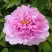 Пион ПРОЗРАЧНАЯ РОСА древовидный в Бобруйске