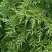 Туя СМАРАГД ВАРИЕГАТА западная в Бобруйске
