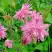 Аквилегия БАРЛОУ ПИНК гибрид МакКаны в Бобруйске